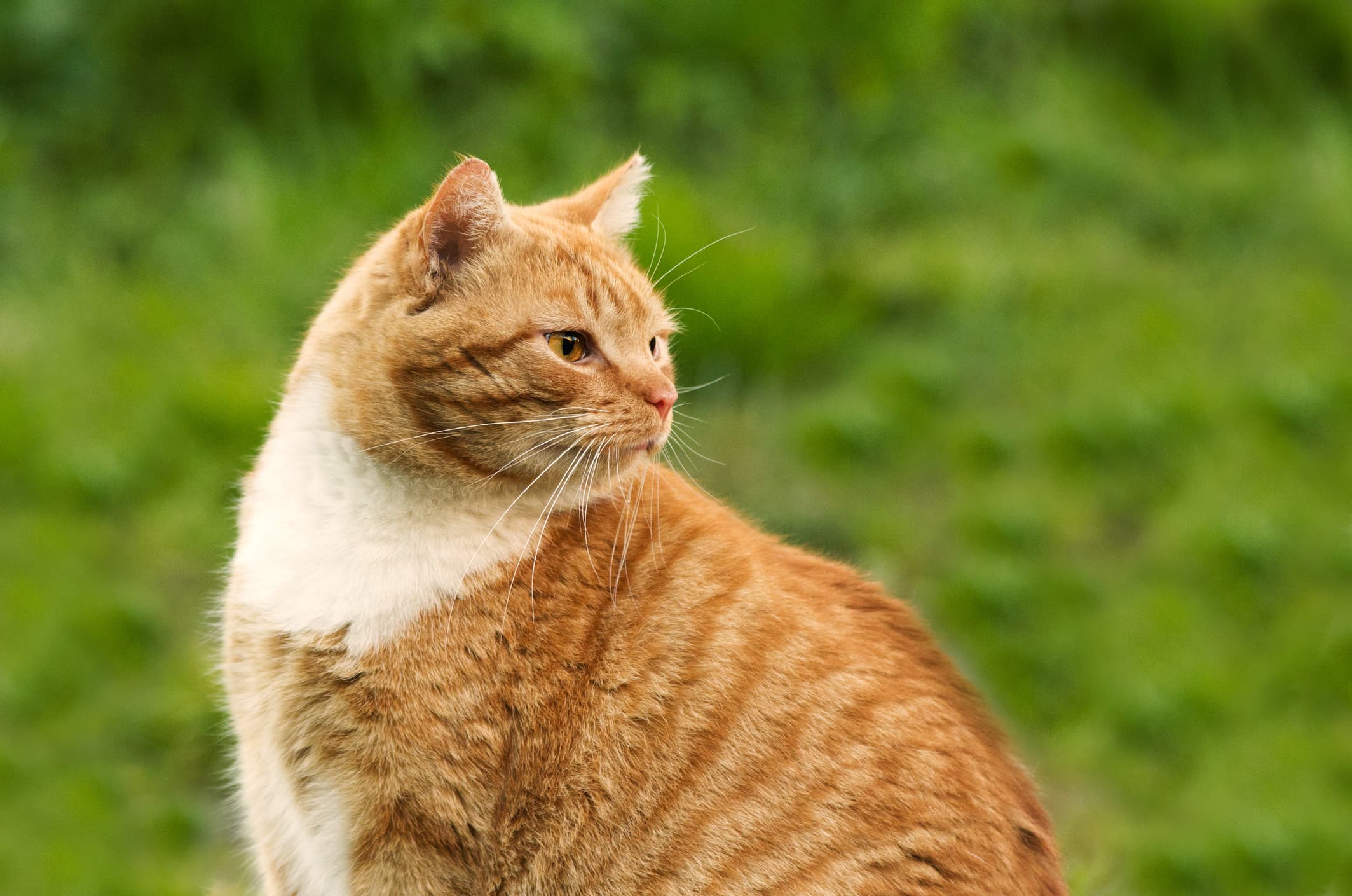 Orange tabby cat featured in Basepaws review for feline DNA testing