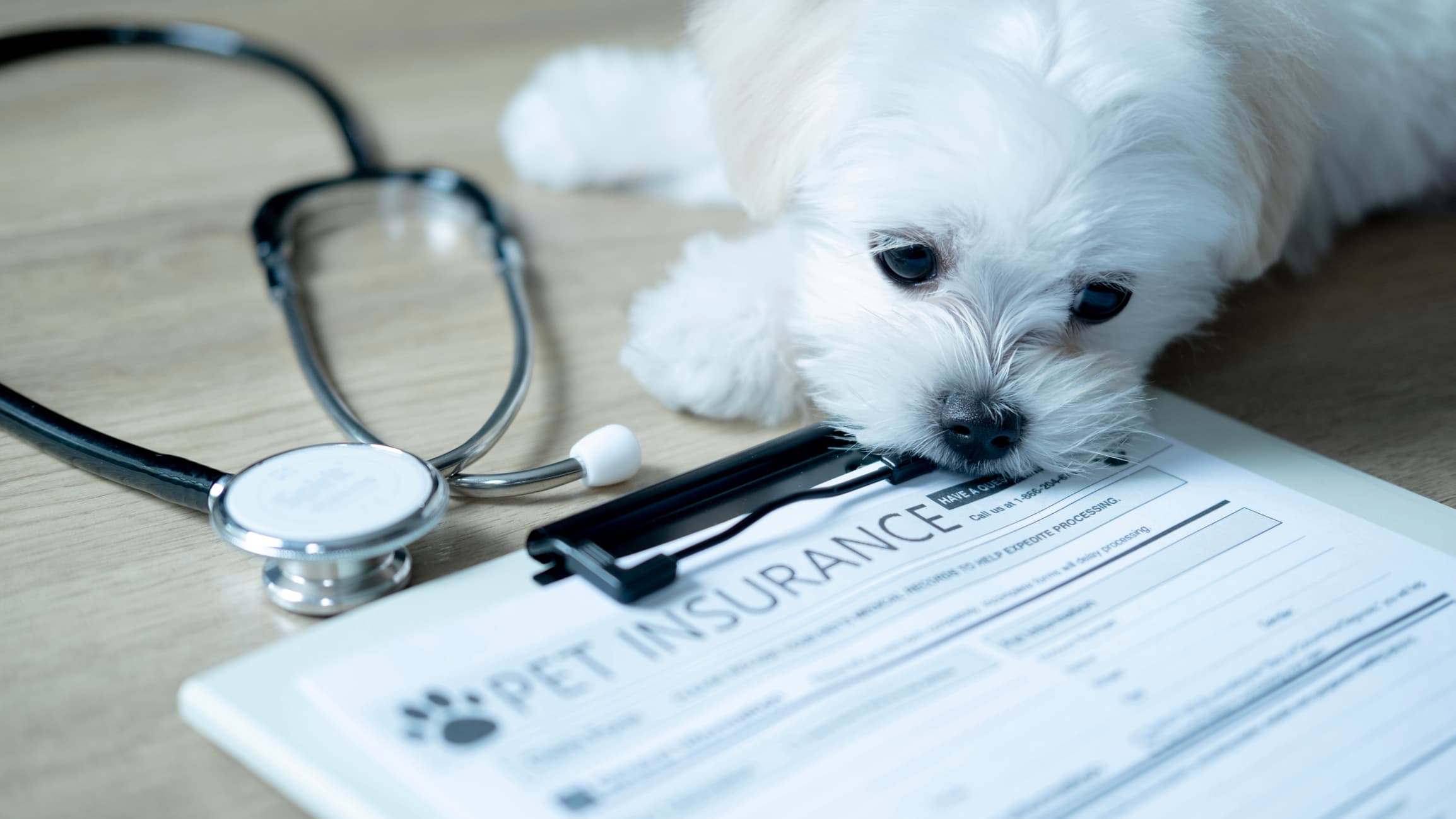 MetLife pet insurance review featured image showing a small white dog resting on a pet insurance policy next to a stethoscope