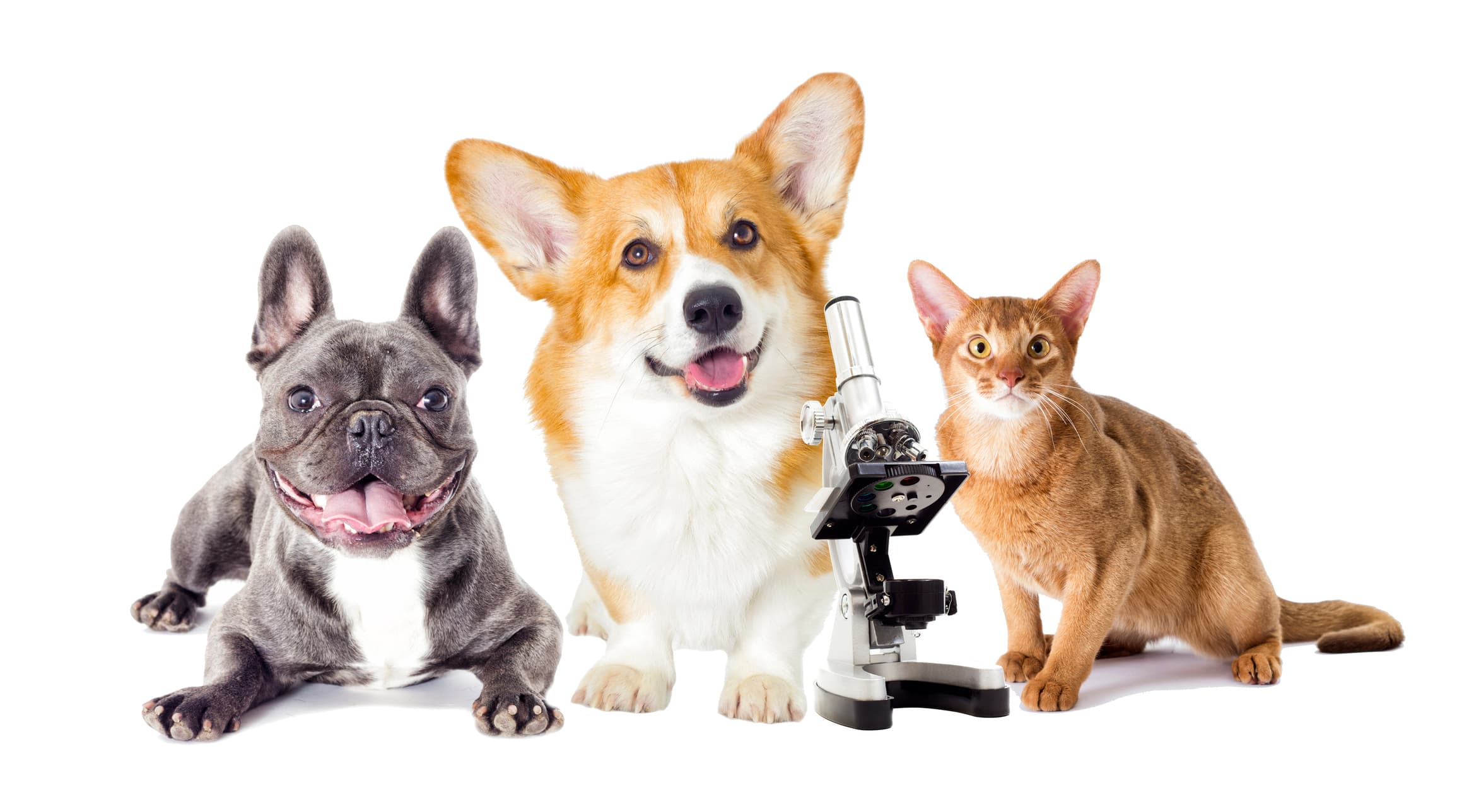 Dog and cat with microscope representing pet DNA test analysis