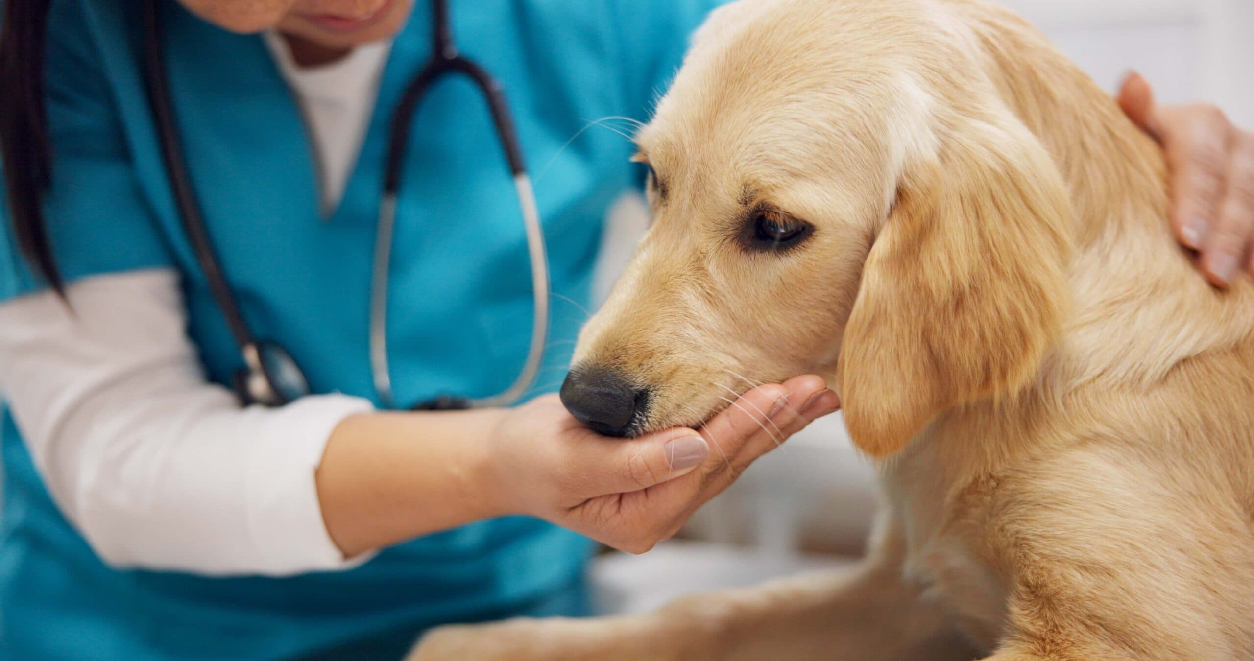 Lemonade Pet Insurance feature image