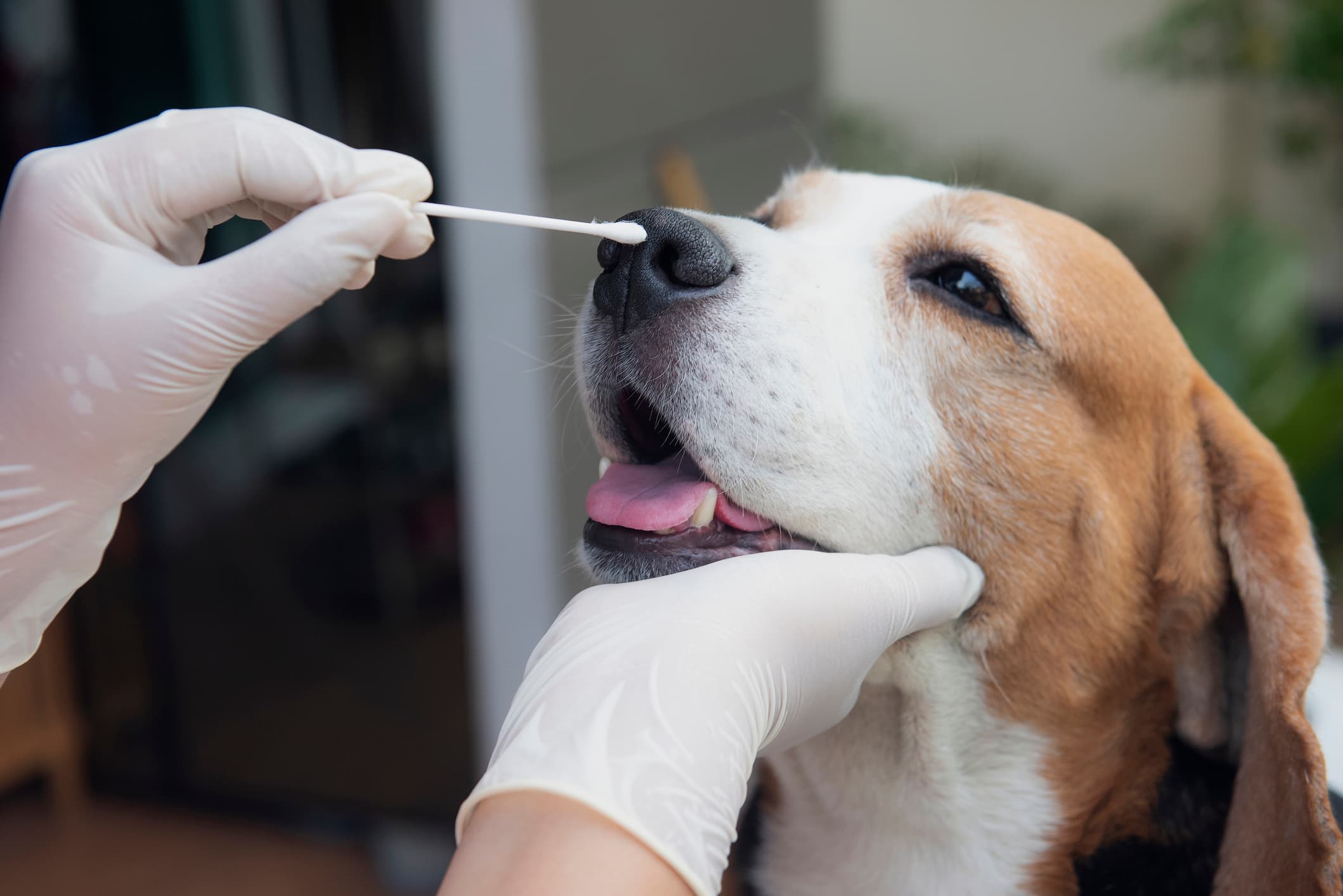 Dog cheek swab collection for Embark dog DNA test review