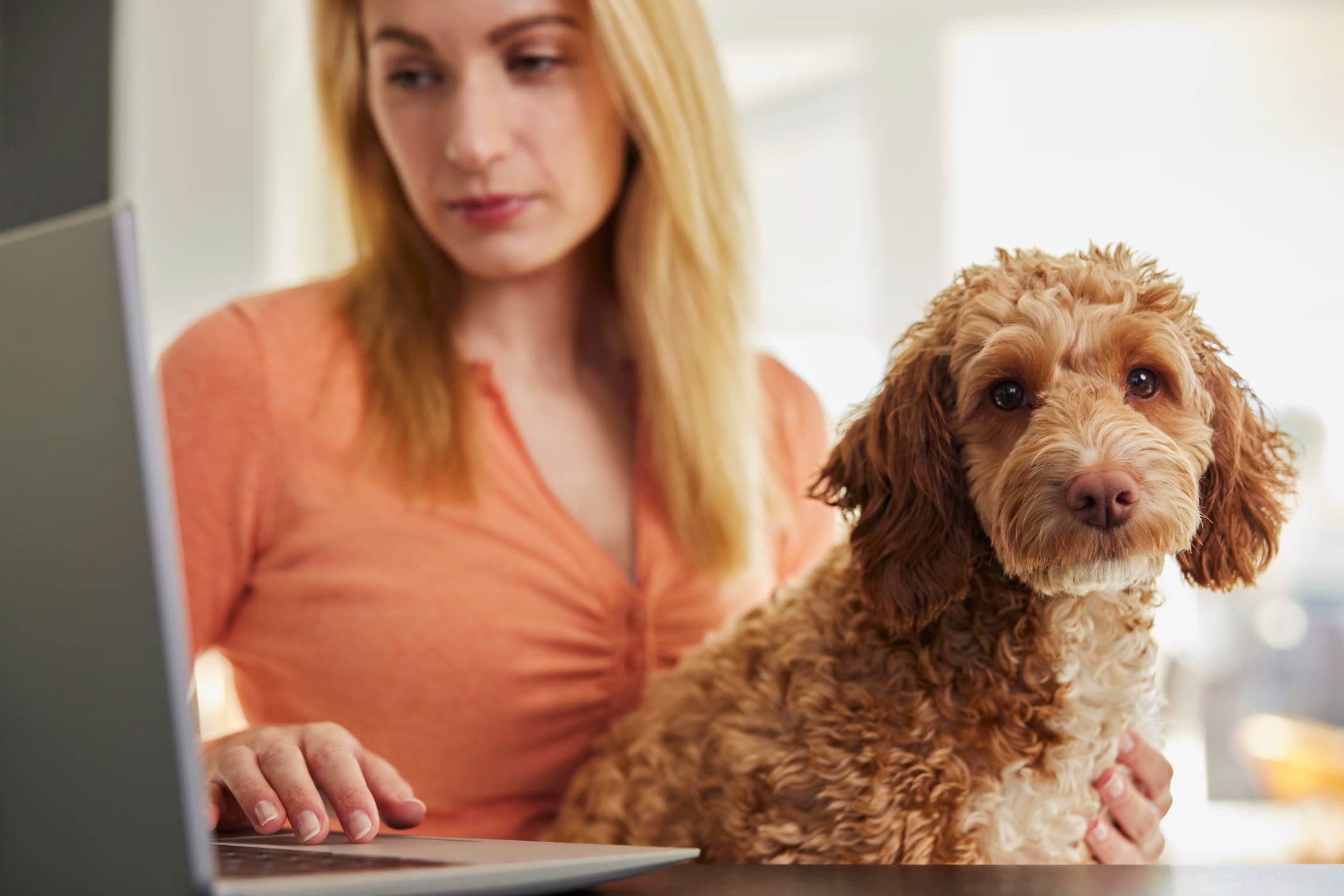 Fetch pet insurance reviews