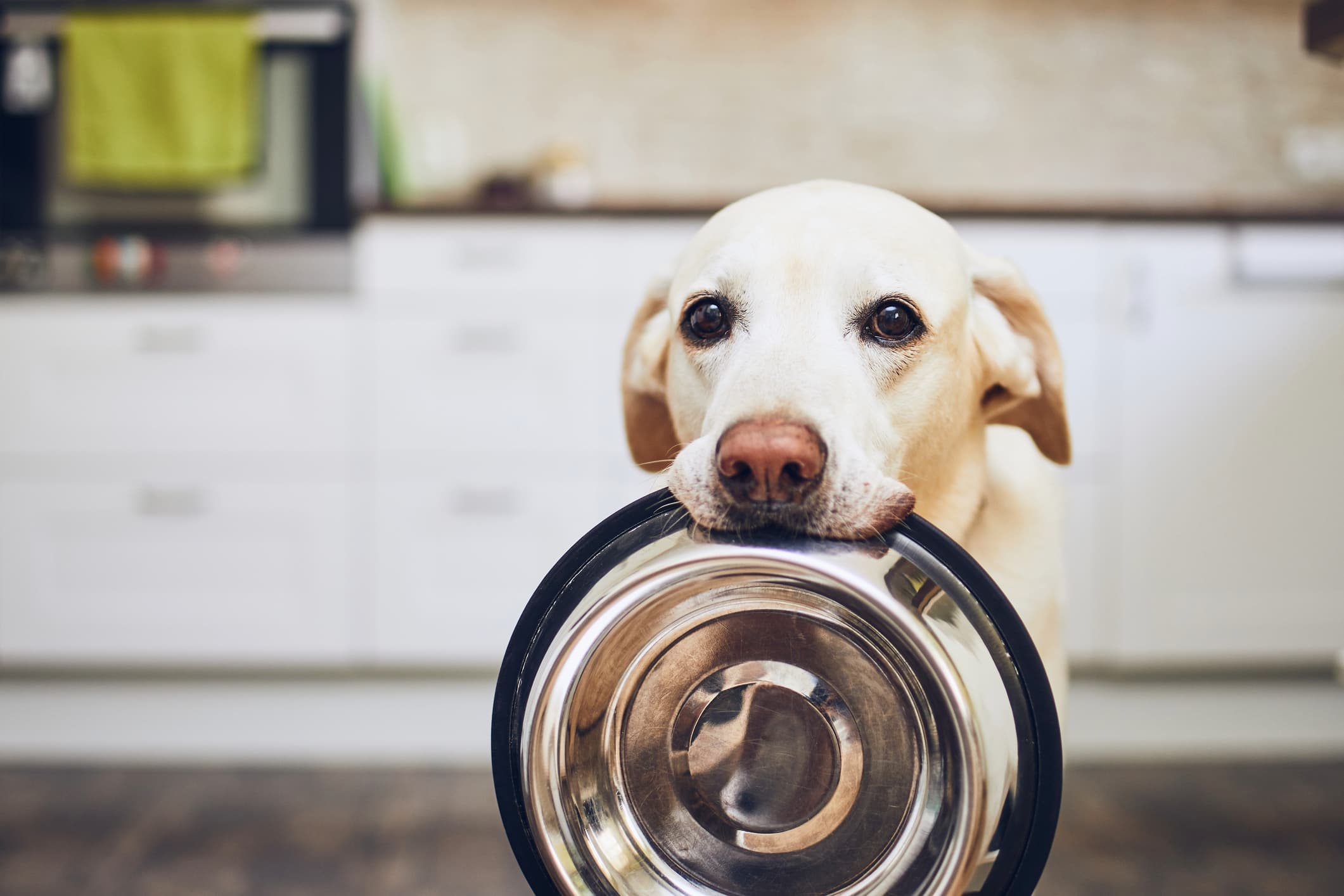 Hungry Labrador holding an empty food bowl in its mouth, waiting in a kitchen—symbolizing the need for the best pet food brands.