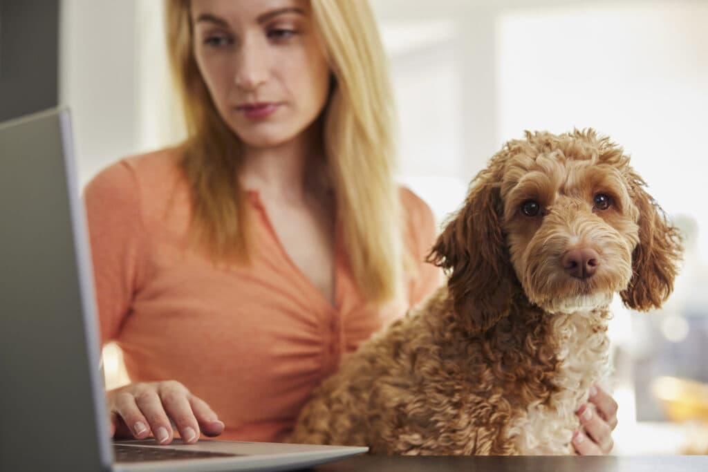 Fetch pet insurance reviews