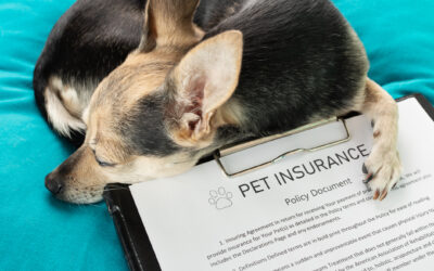 Embrace Pet Insurance review