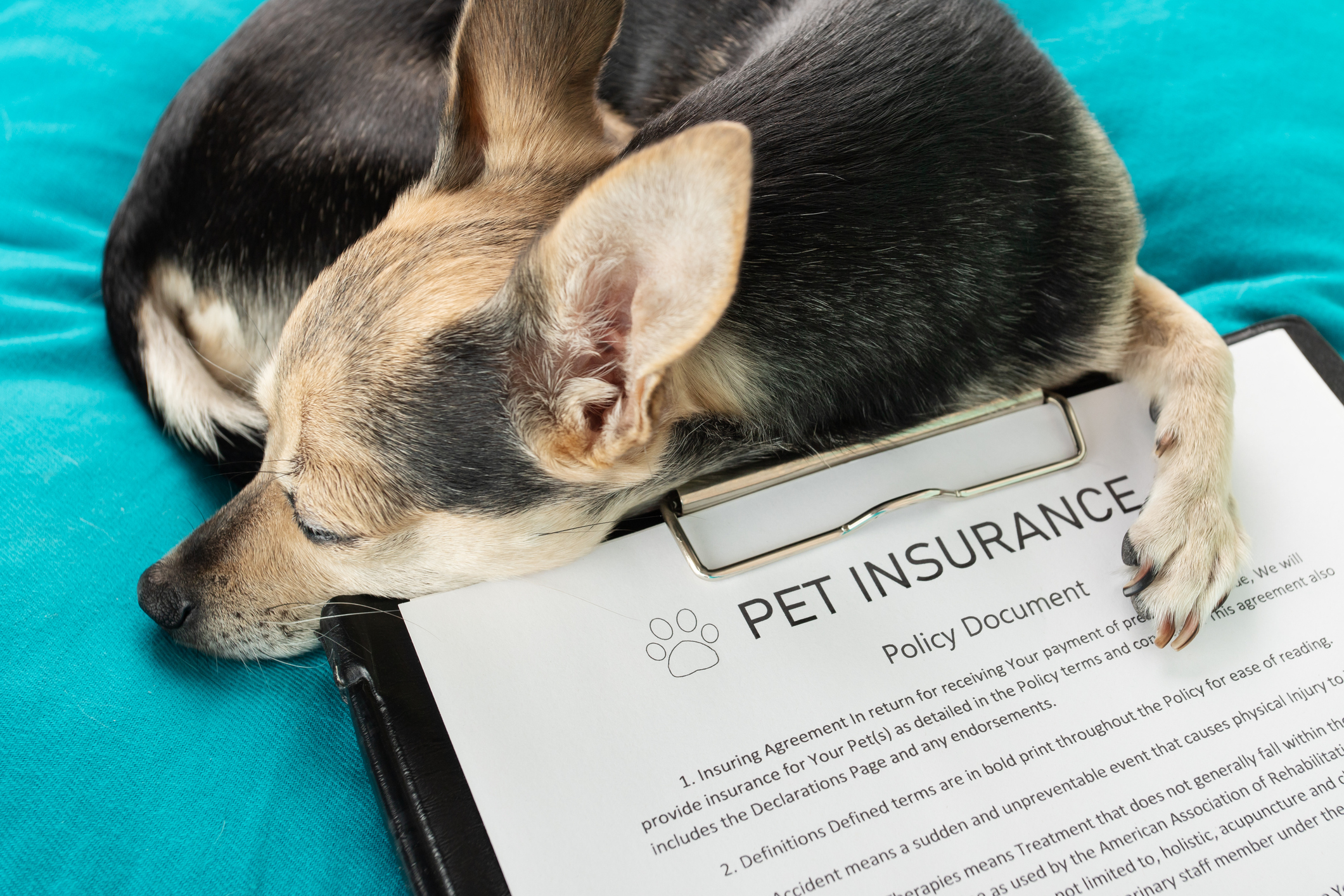 Embrace Pet Insurance Reviews