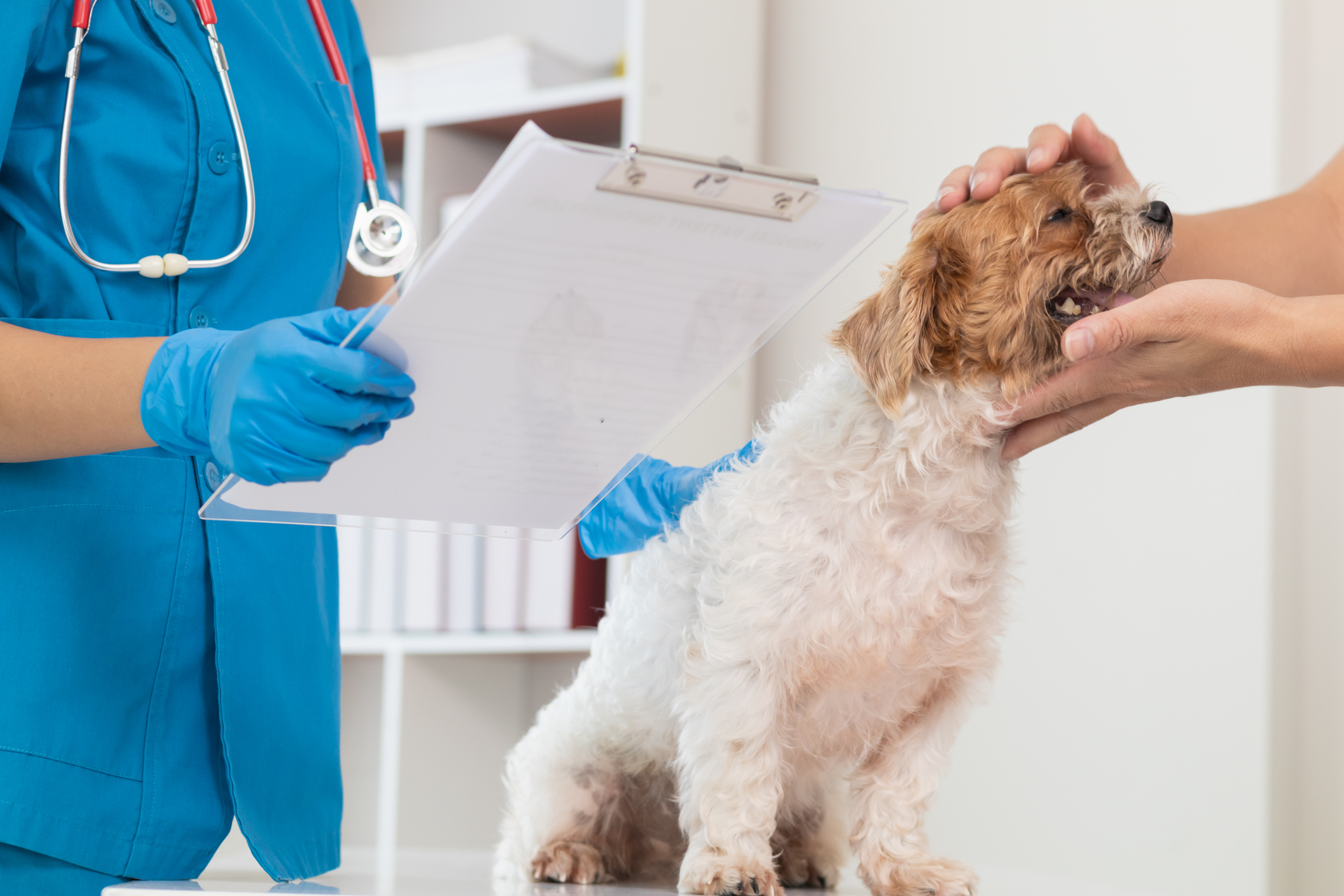 Chewy pet insurance feature image