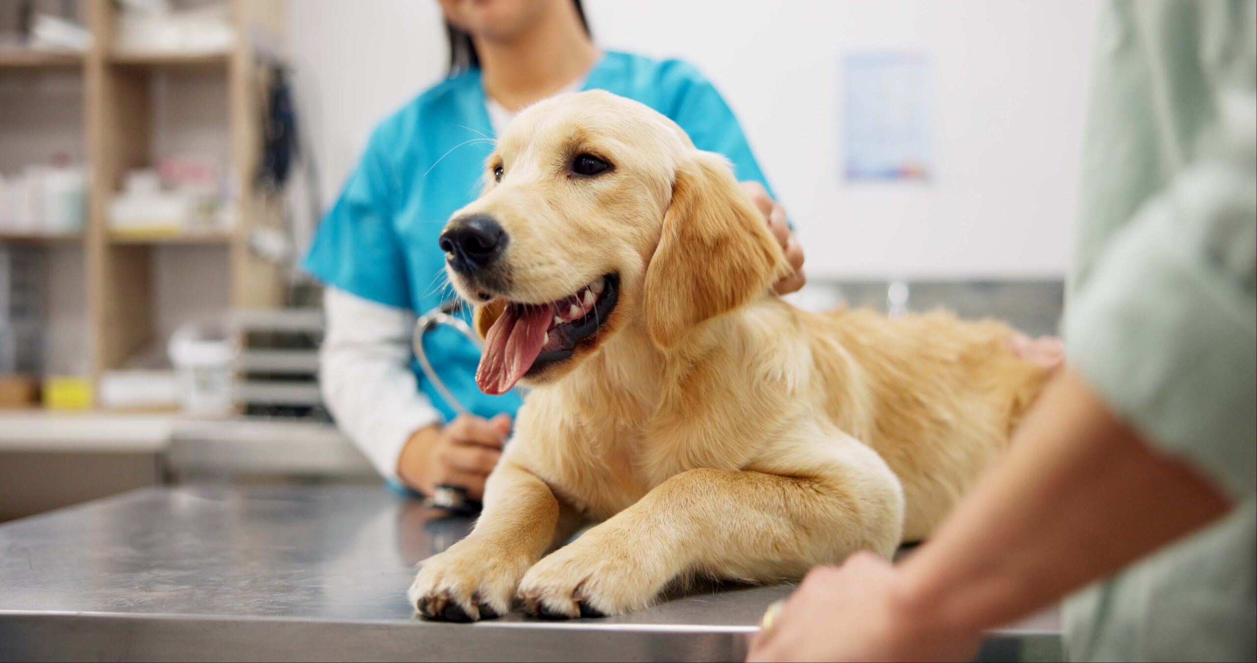 ASPCA Pet Insurance review feature image