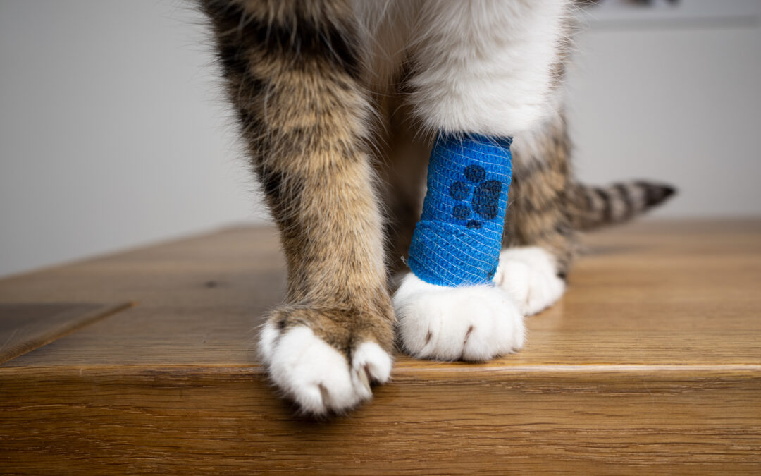Odie Pet Insurance Reviews Could Be Better