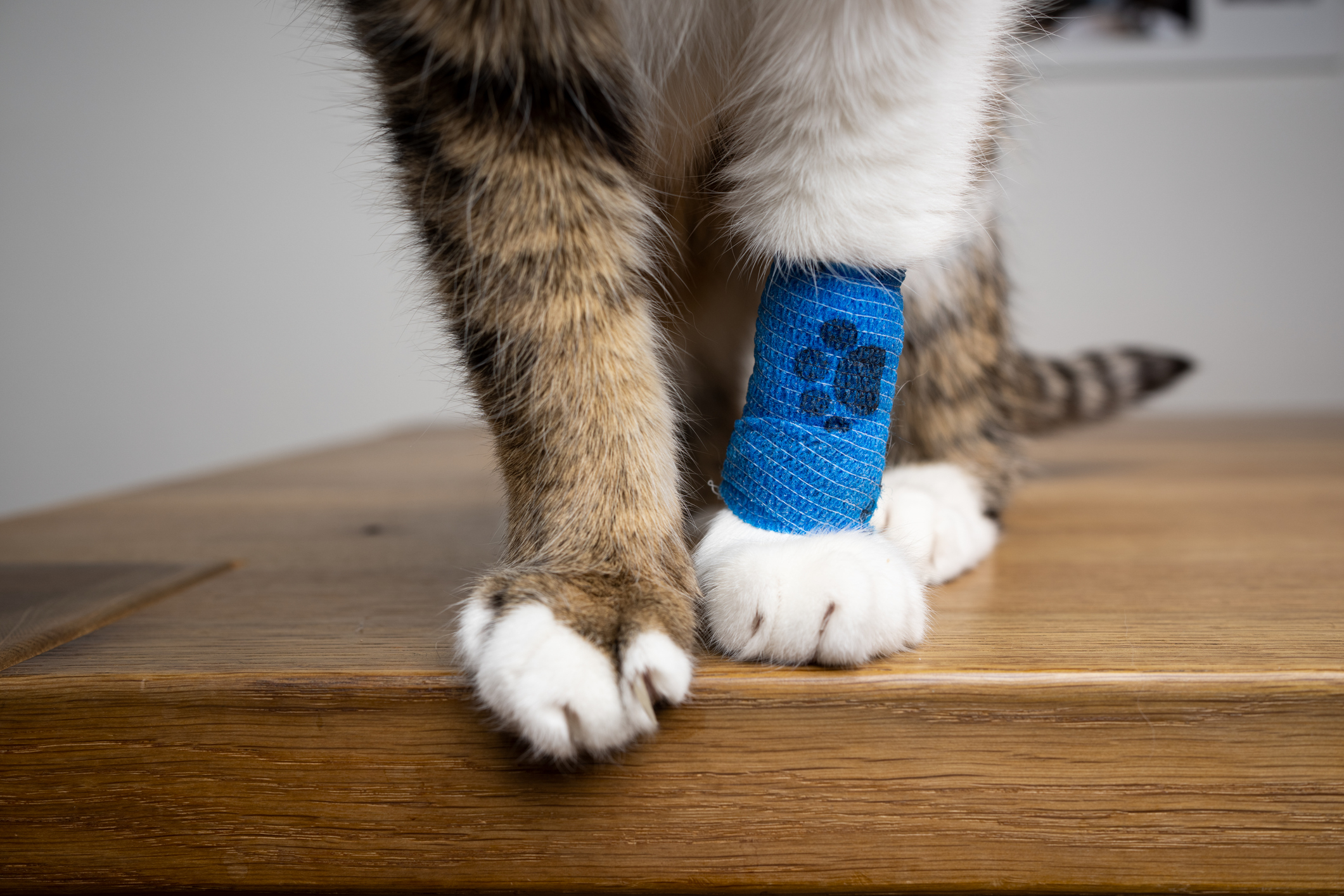 Close-up of an injured cat’s paw with blue bandage, illustrating veterinary care in Odie pet insurance reviews