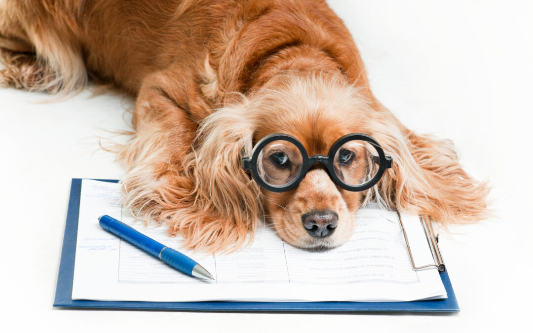 Spot Vs Lemonade Pet Insurance – Which is Best for Your Pet?