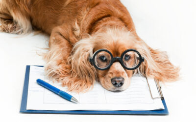 Spot Vs Lemonade Pet Insurance – Which is Best for Your Pet?