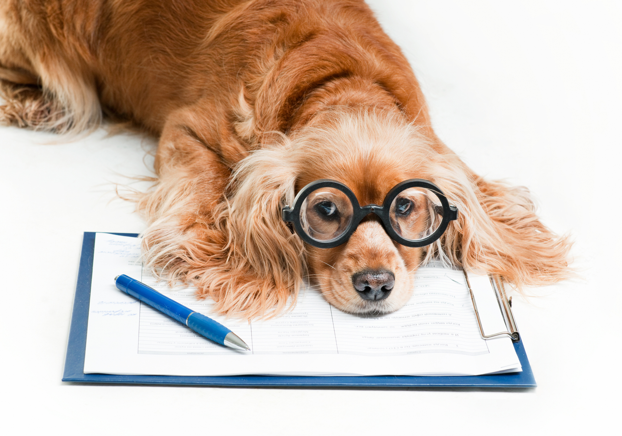 Cute dog wearing glasses resting on pet insurance paperwork, illustrating the Spot vs Lemonade pet insurance comparison