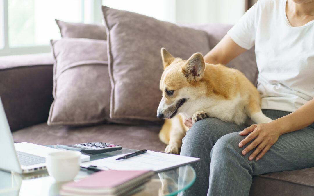 Should I Get Pet Insurance? What It Is and How It Works