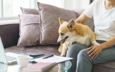 Should I Get Pet Insurance? What It Is and How It Works