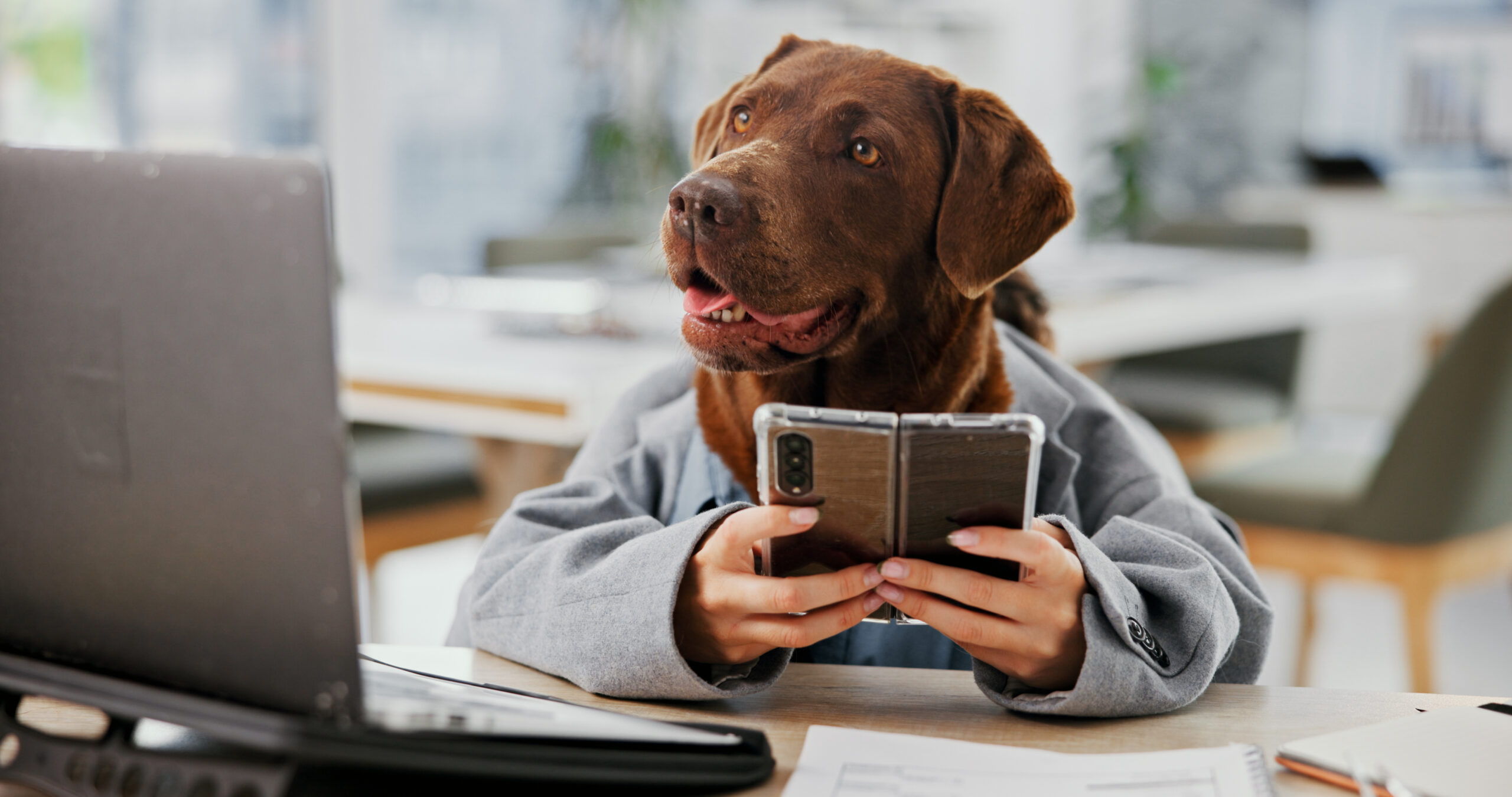 Brown dog wearing a jacket, holding a smartphone at a desk, humorously representing research on “Is pet insurance worth it.”