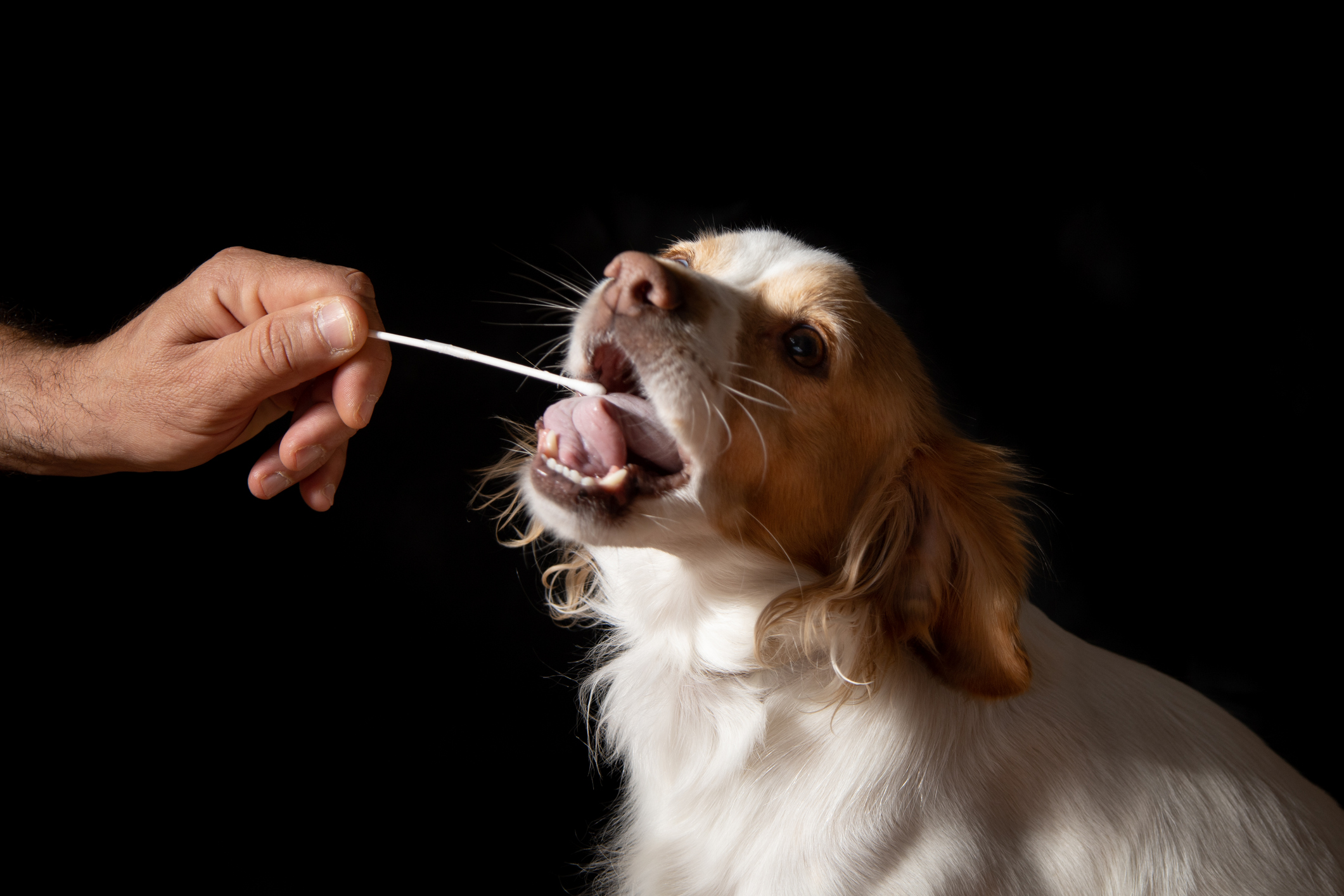 Dog DNA test cheek swab being collected for Alpha Dog DNA kit