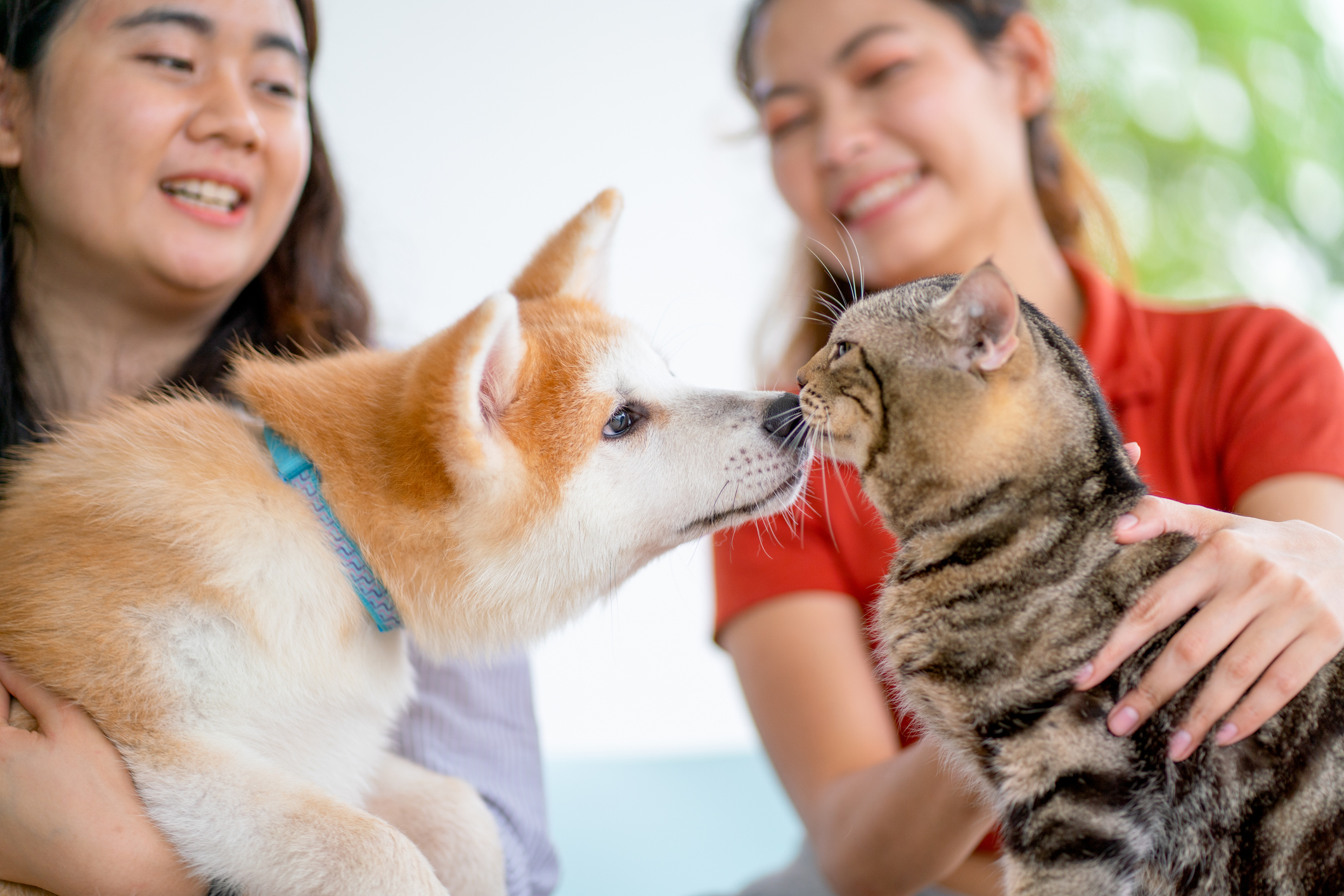Curious dog and cat encounter, illustrating the question “Are pet DNA tests accurate?”