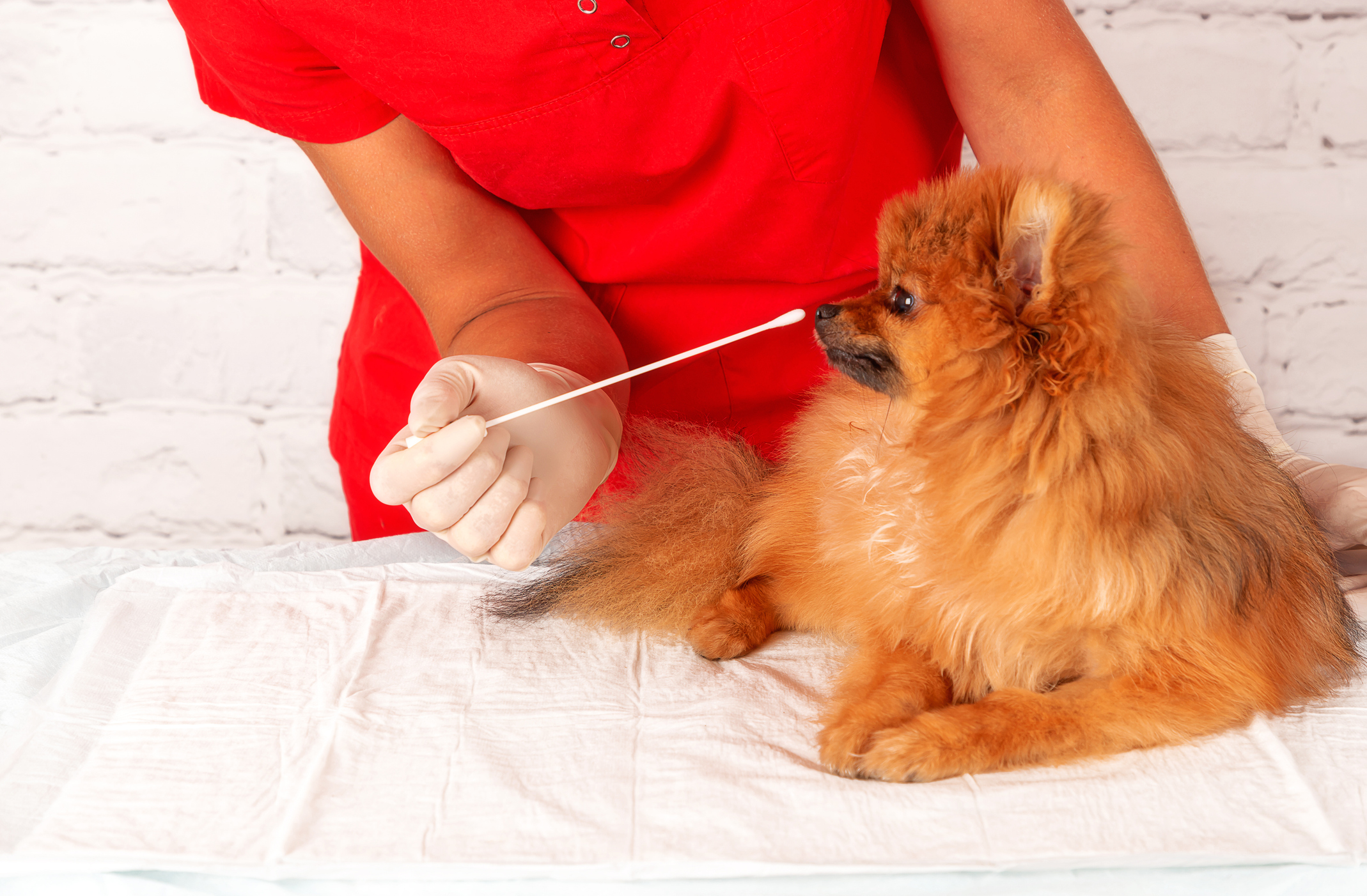 Dog DNA cheek swab collection for Orivet DNA test