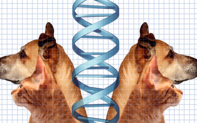 Wisdom Panel Vs Embark Pet DNA Testing