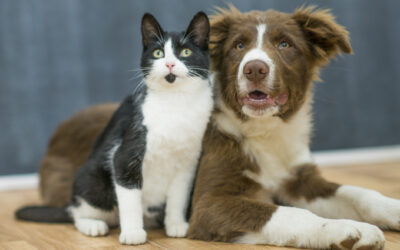 Basepaws Vs Wisdom Panel Pet DNA Testing