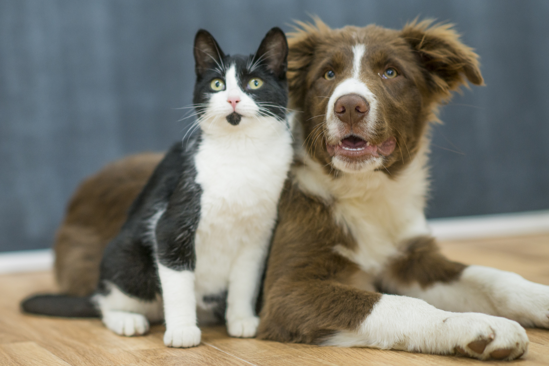 Cat and dog sitting together on a hardwood floor representing pet DNA testing comparison, Basepaws vs Wisdom Panel.