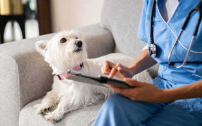 Embrace Vs. Spot Pet Insurance